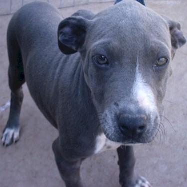 media/Stans Way Kennels Miracle Pit Bull.jpg
